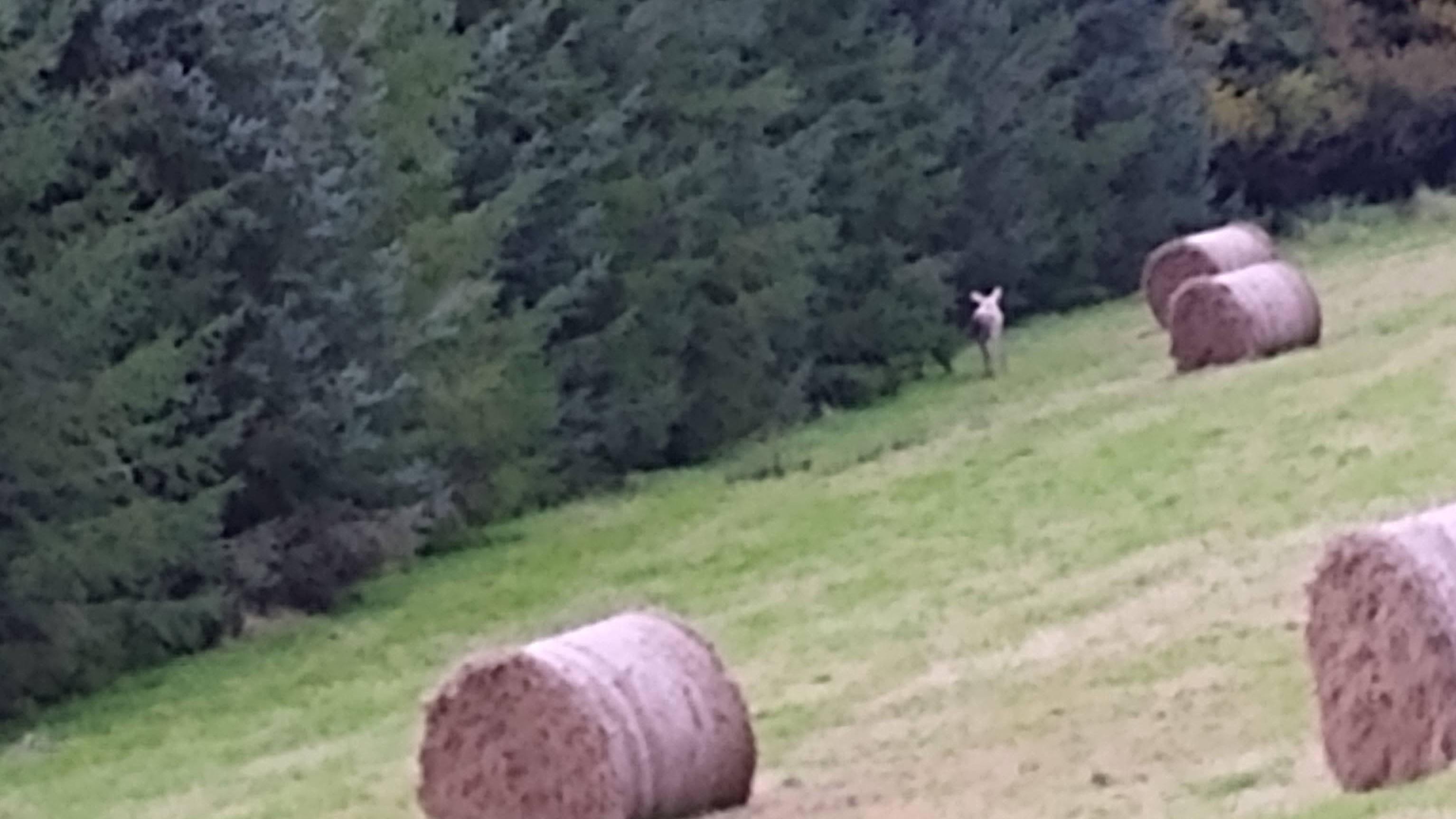 Field + Forest Mini Hay Bales